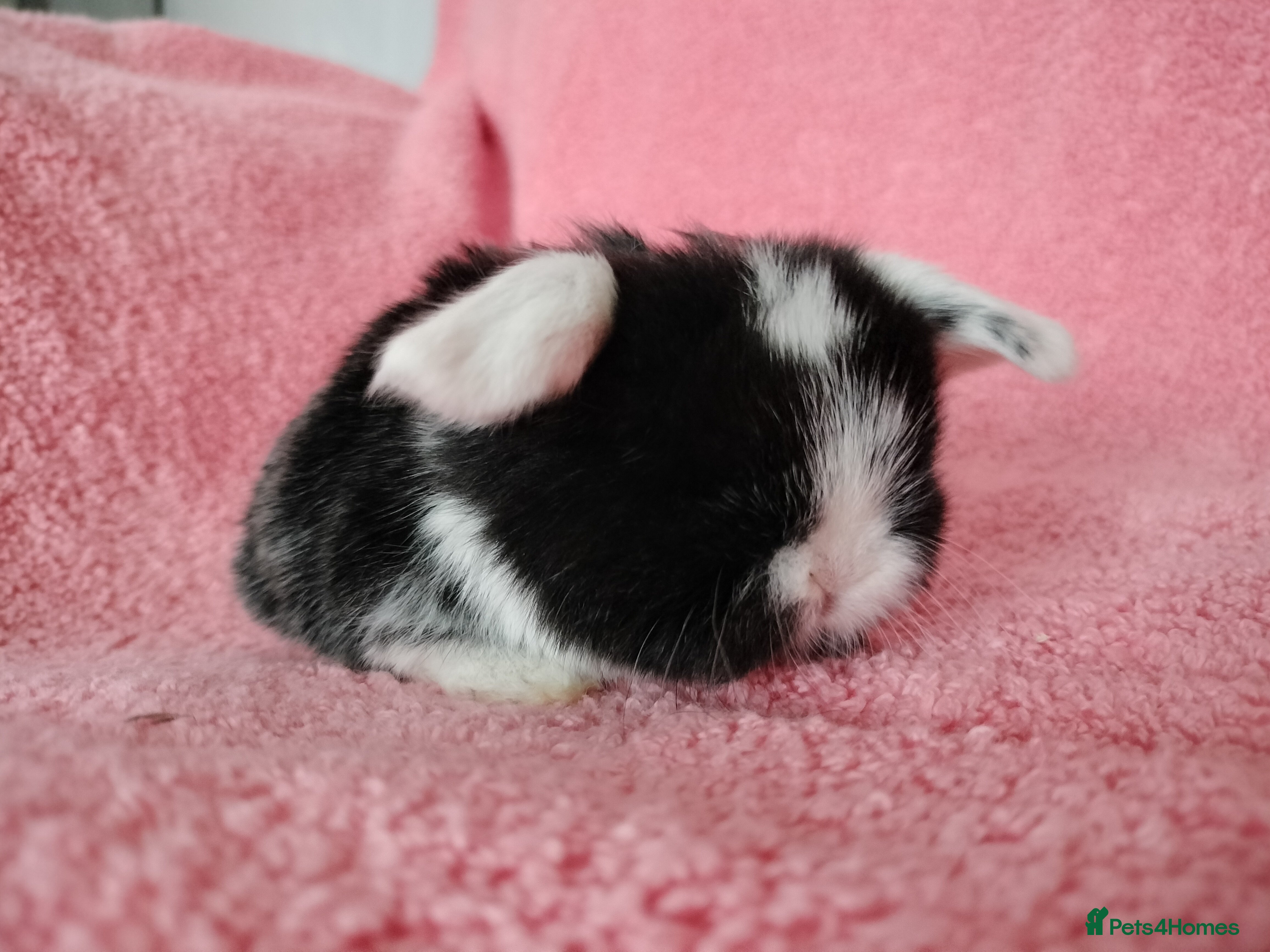 Mini Lop rabbits Baby mini lops for sale  - Advert 20