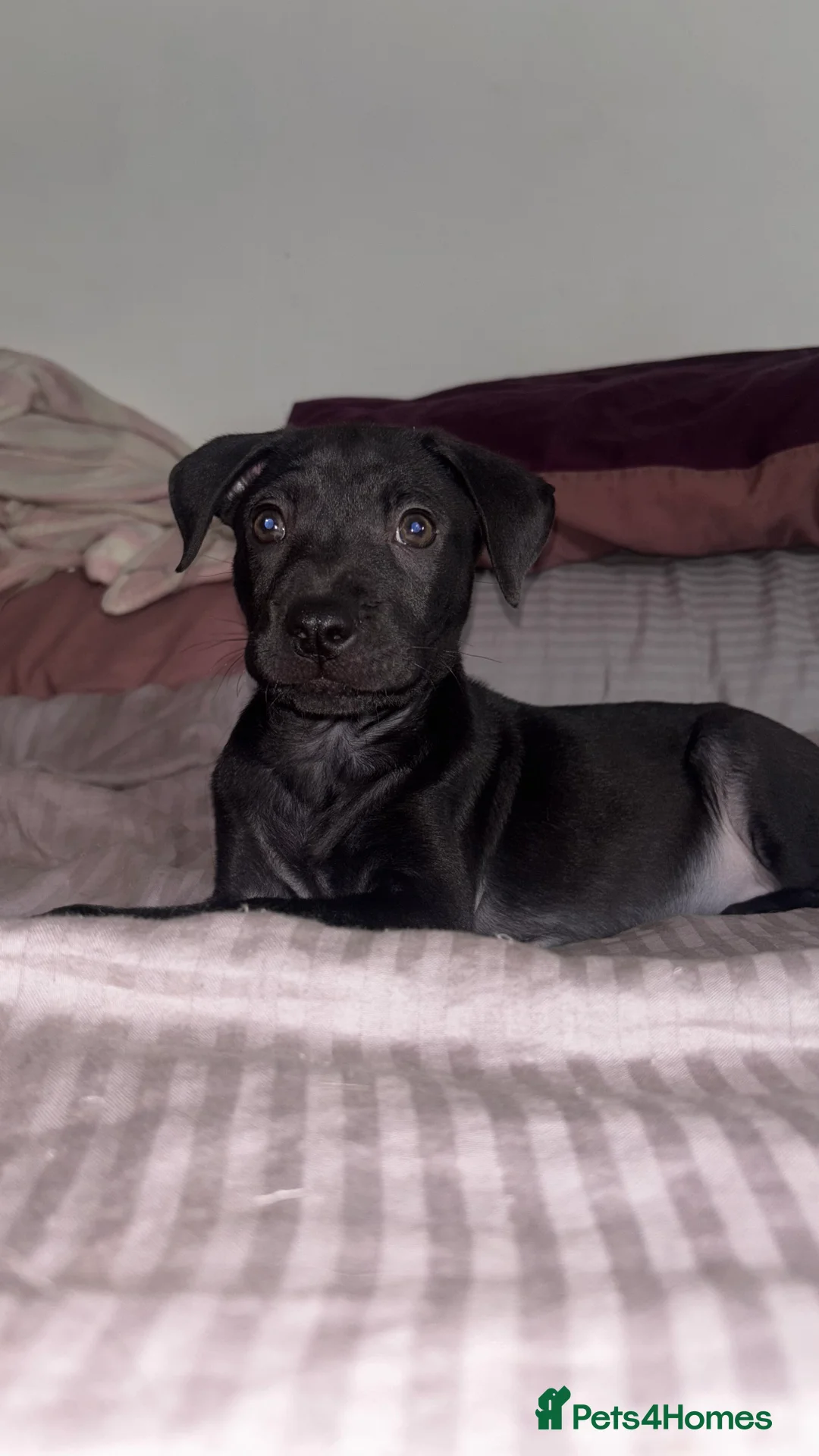 Mixed Breed dogs for sale: Sharpei/ cane corso staff puppy - Advert 2