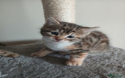 Mixed Breed cats for sale: Beutyful bengal babies wisbech 🐈😻 - Advert 3
