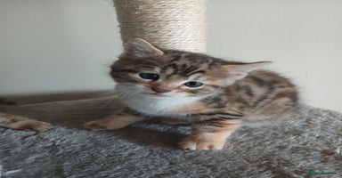Mixed Breed cats Beutyful bengal babies wisbech 🐈😻 - Advert 14
