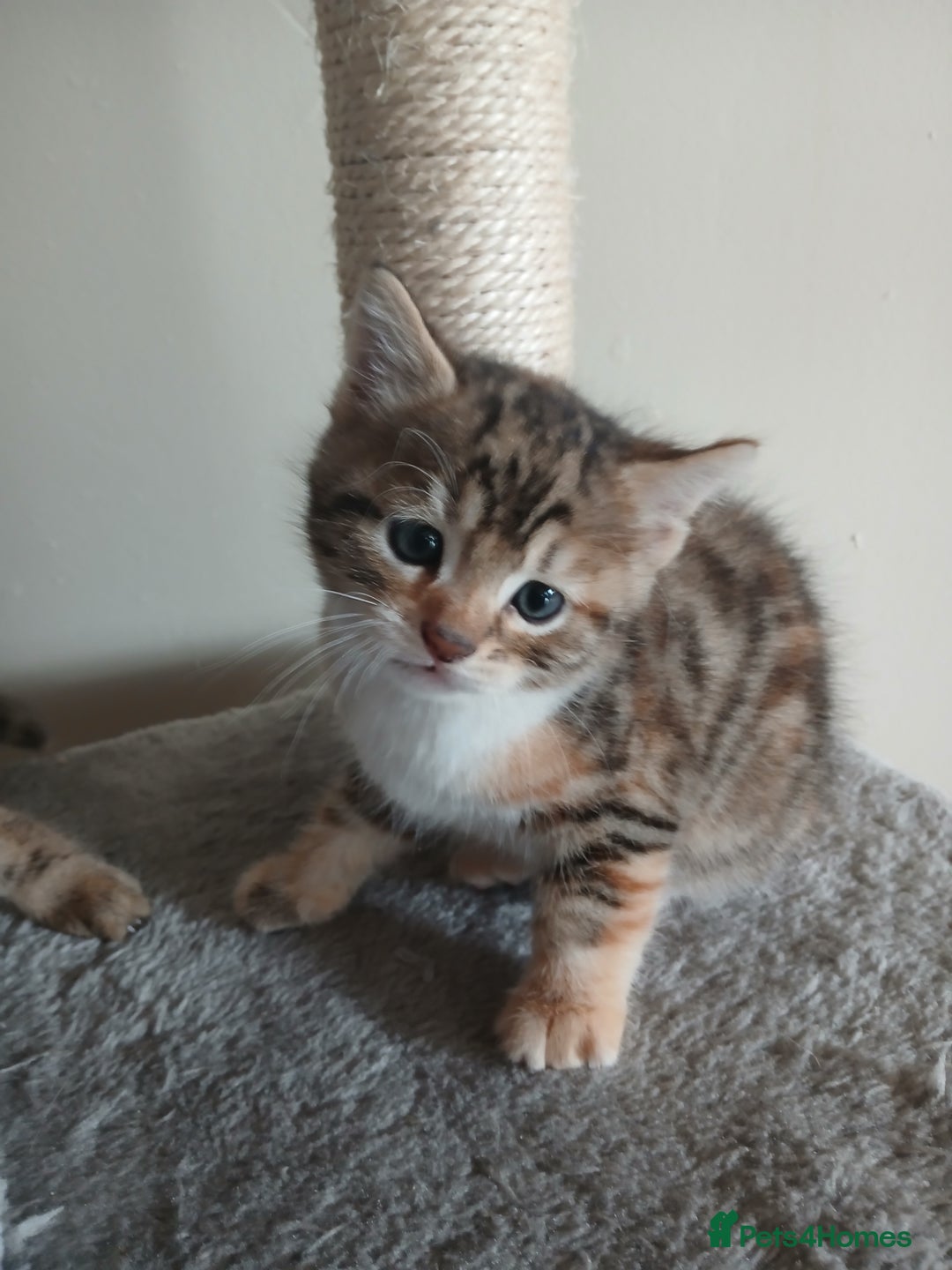 Mixed Breed cats for sale: Beutyful bengal babies wisbech 🐈😻 - Advert 3