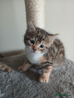 Mixed Breed cats Beutyful bengal babies wisbech 🐈😻 - Advert 6