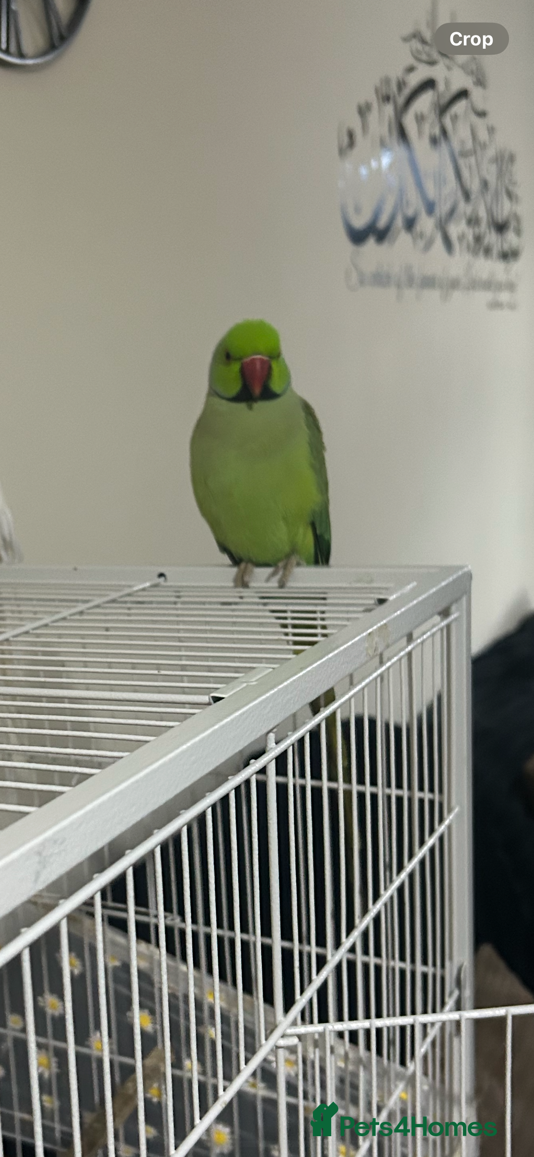 Ringnecks birds for sale: Male indian ring neck  - Advert 2