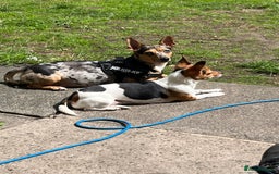 Jack Russell dogs for sale: Miniature Tri coloured Merle Jack Russell  - Image 19