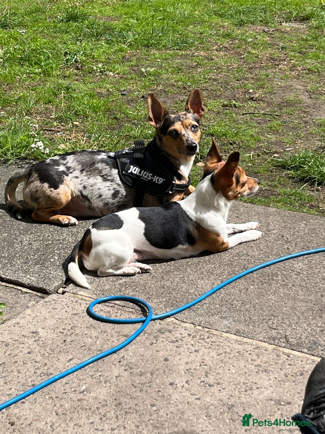 Jack Russell dogs for sale: Miniature Tri coloured Merle Jack Russell  - Image 19