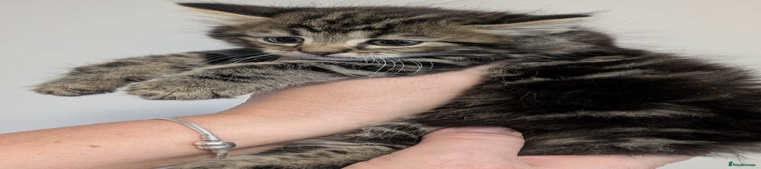 Maine Coon Kitten 1