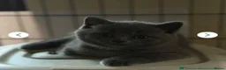 British Shorthair cats for sale: Ready to collect-GCCF British shorthair  kittens!  - Advert 5
