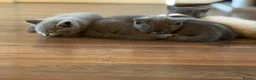 British Shorthair cats for sale: BRITISH SHORTHAIR KITTENS  - Advert 5