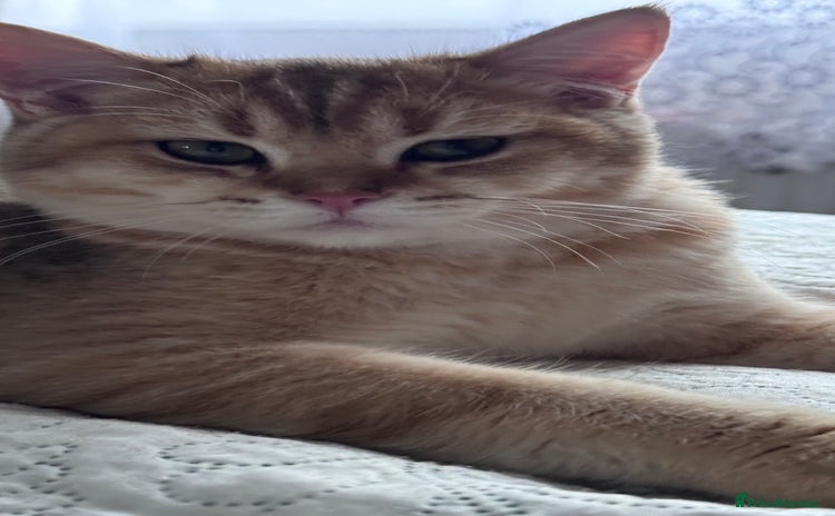 British Shorthair cats in Basildon - Advert 4