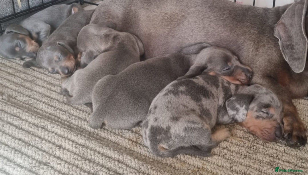 Miniature Dachshund dogs for sale: 💜Stunning miniature daschunds babys💜 - Image 2