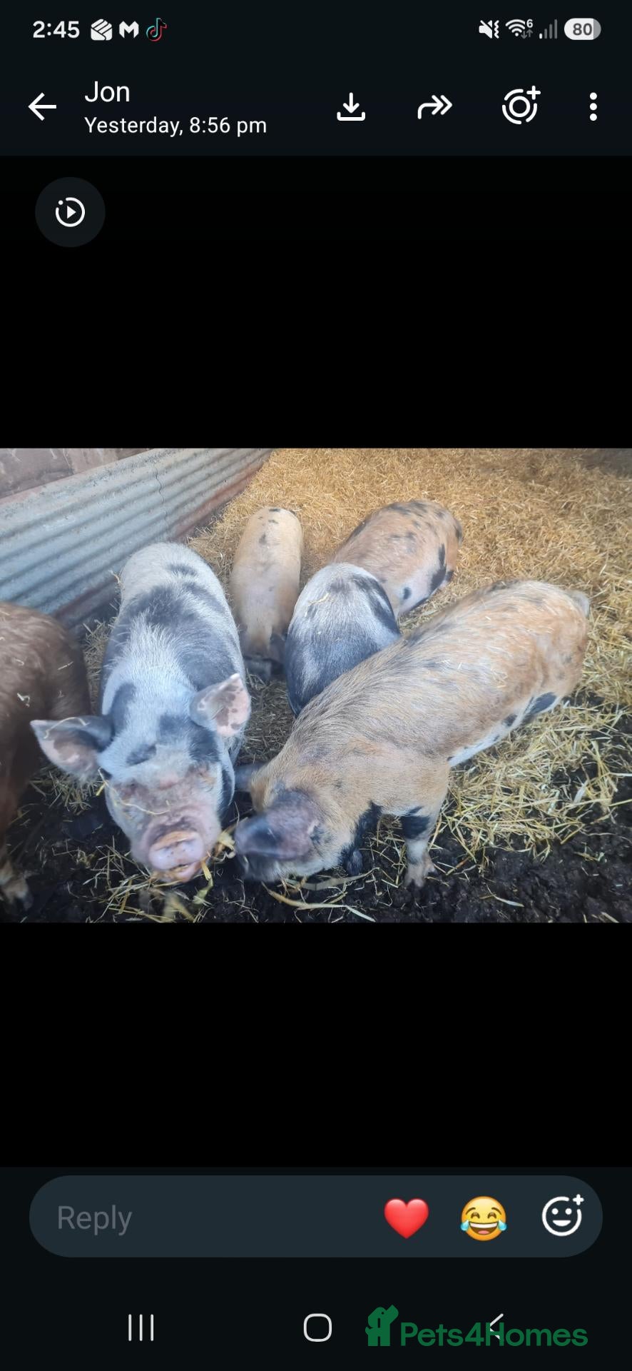 Pig livestock Kune kune gilts  - Advert 1