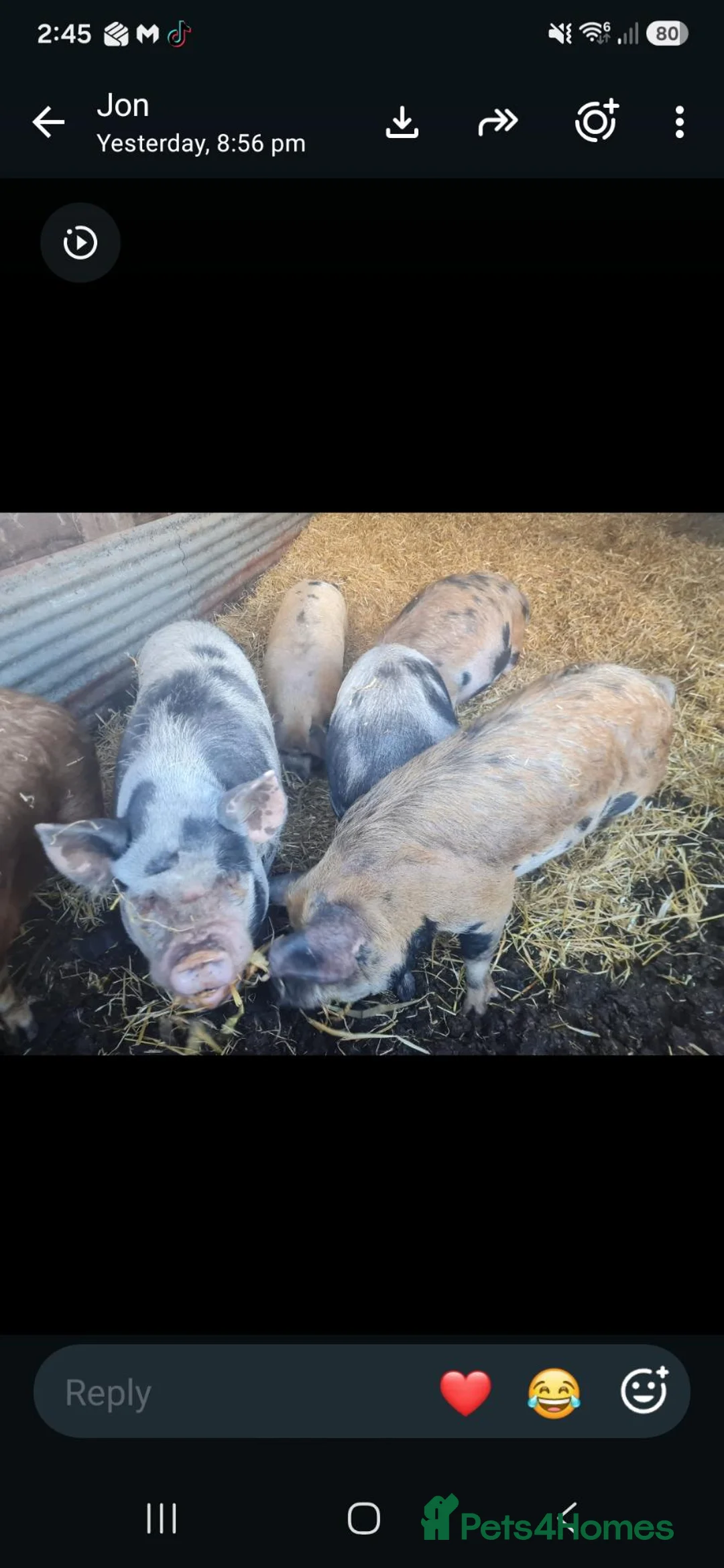 Pig livestock for sale: Kune kune gilts  - Advert 1