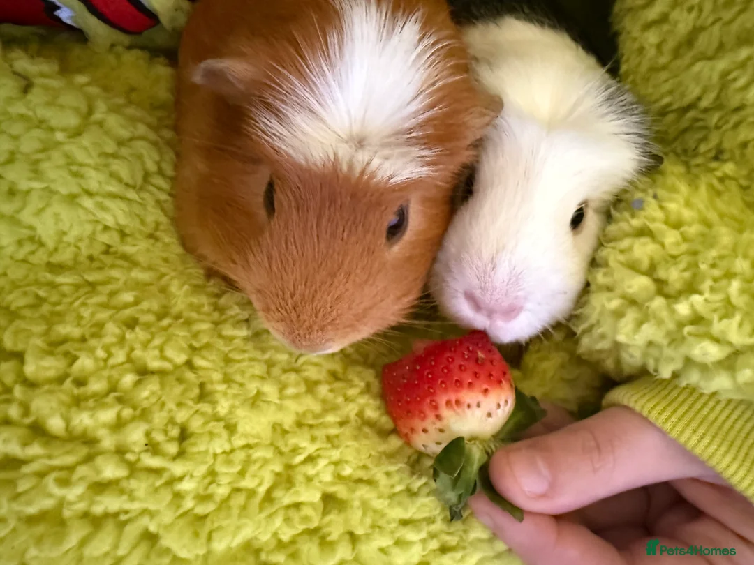 Guinea Pig rodents for sale: 2x bonded Male Guinea pigs  - Advert 9