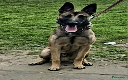 Belgian Shepherd Dog dogs for sale: Belgian mallinos pup - Image 18