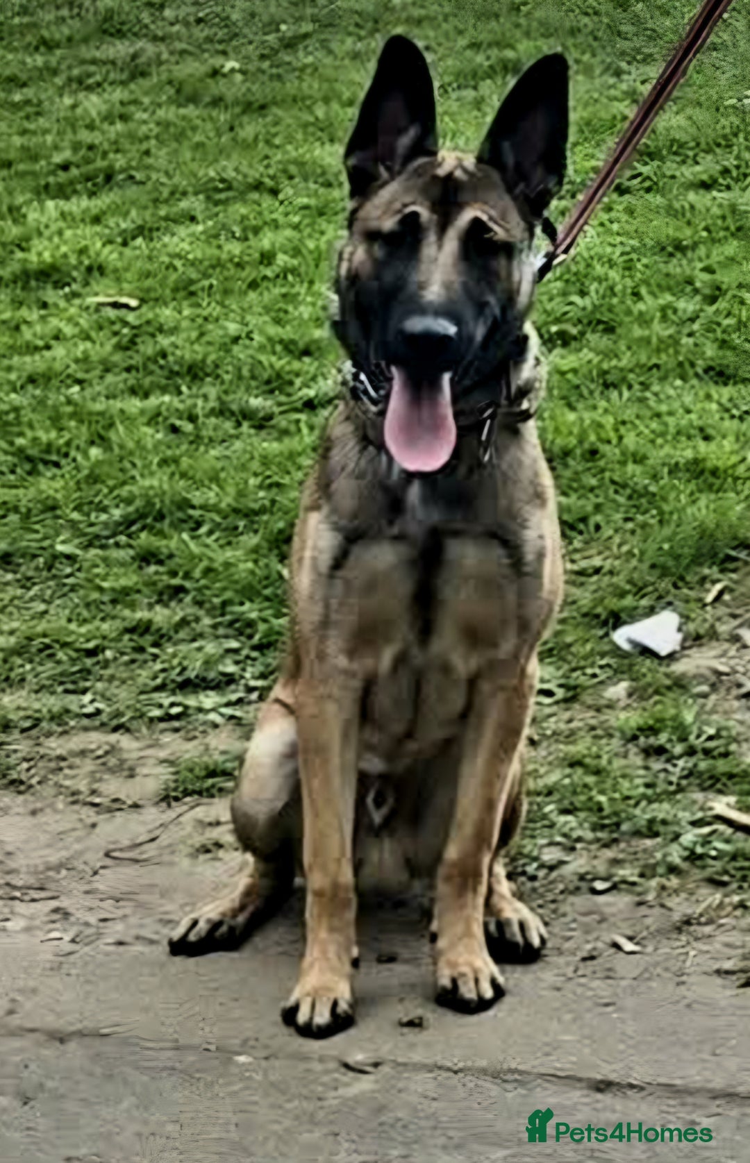 Belgian Shepherd Dog dogs for sale: Belgian mallinos pup - Image 18