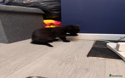 British Shorthair cats for sale: British shorthairs kittens - Image 15