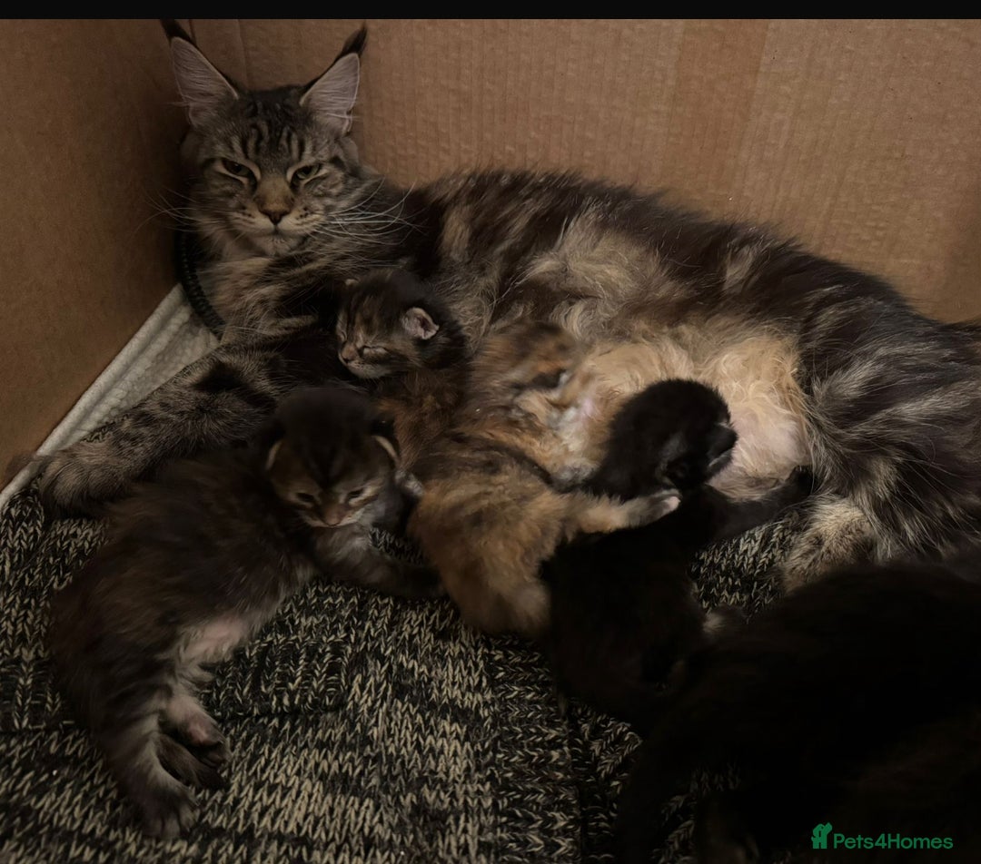 Maine Coon cats for sale: Maine Coon kittens ready now - Advert 2