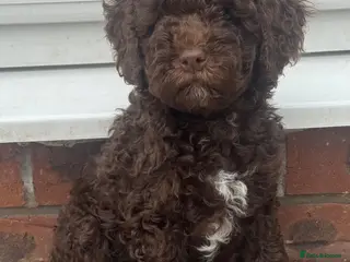 Cavapoo dogs Fully heath cheeked Cavapoos - Advert 1