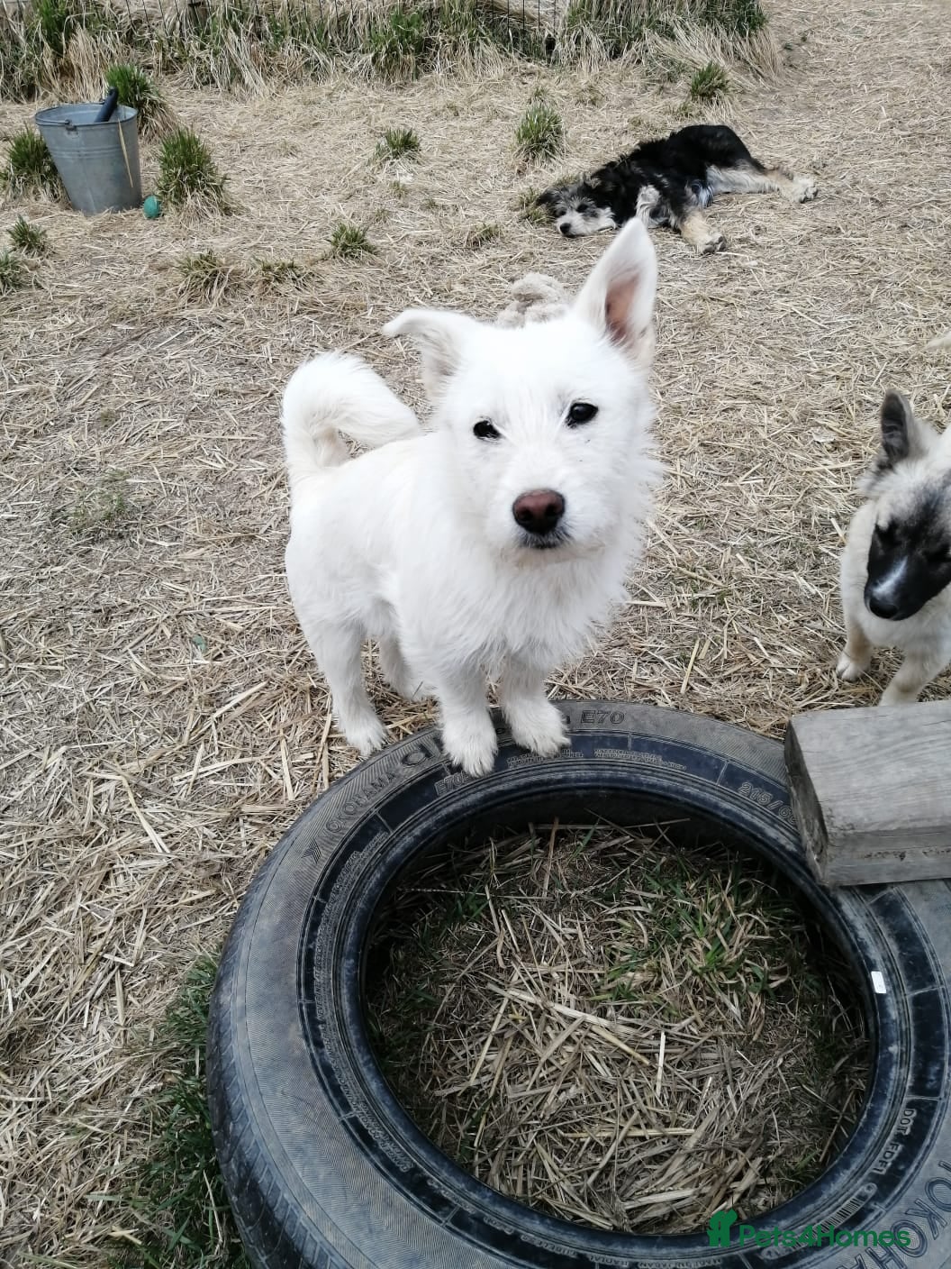 Mixed Breed dogs ❤️MALIBU❤️: A LITTLE WHITE QUEEN WITH A BIG HEART - Advert 2