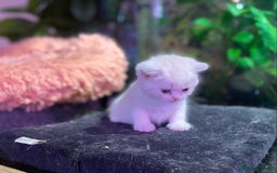 Munchkin cats for sale: Full Pedigree Munchkin kittens - Image 10