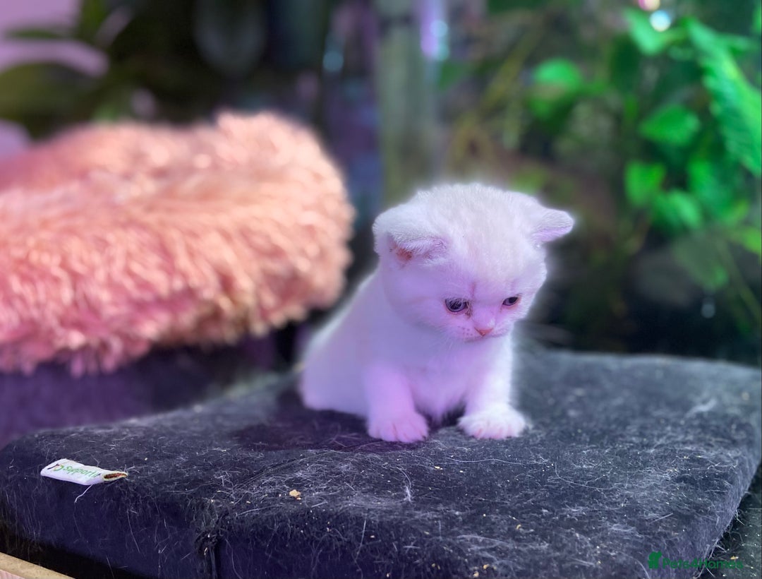 Munchkin cats for sale: Full Pedigree Munchkin kittens - Image 10