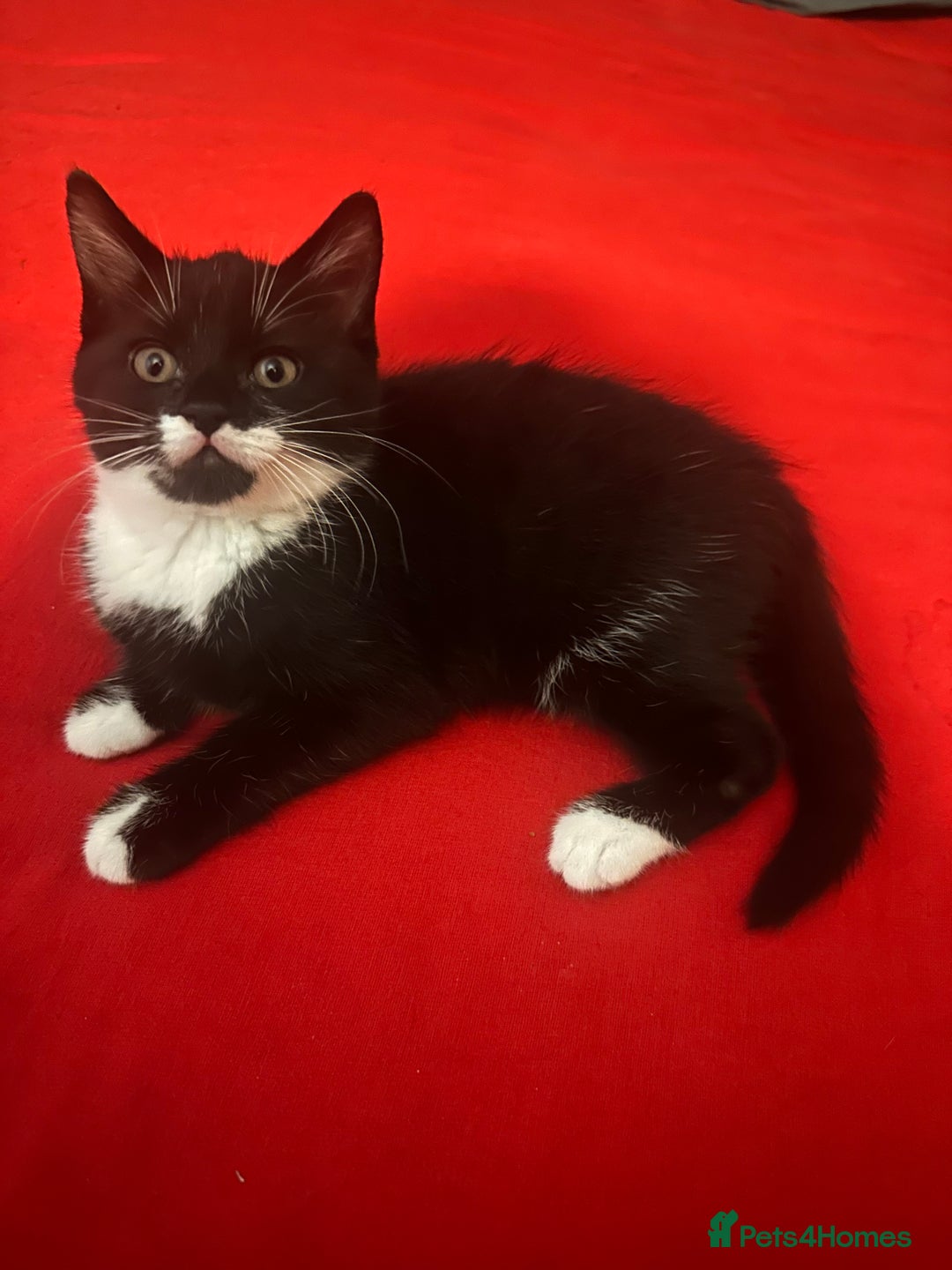 Mixed Breed cats for sale: Black and white kittens! - Advert 2