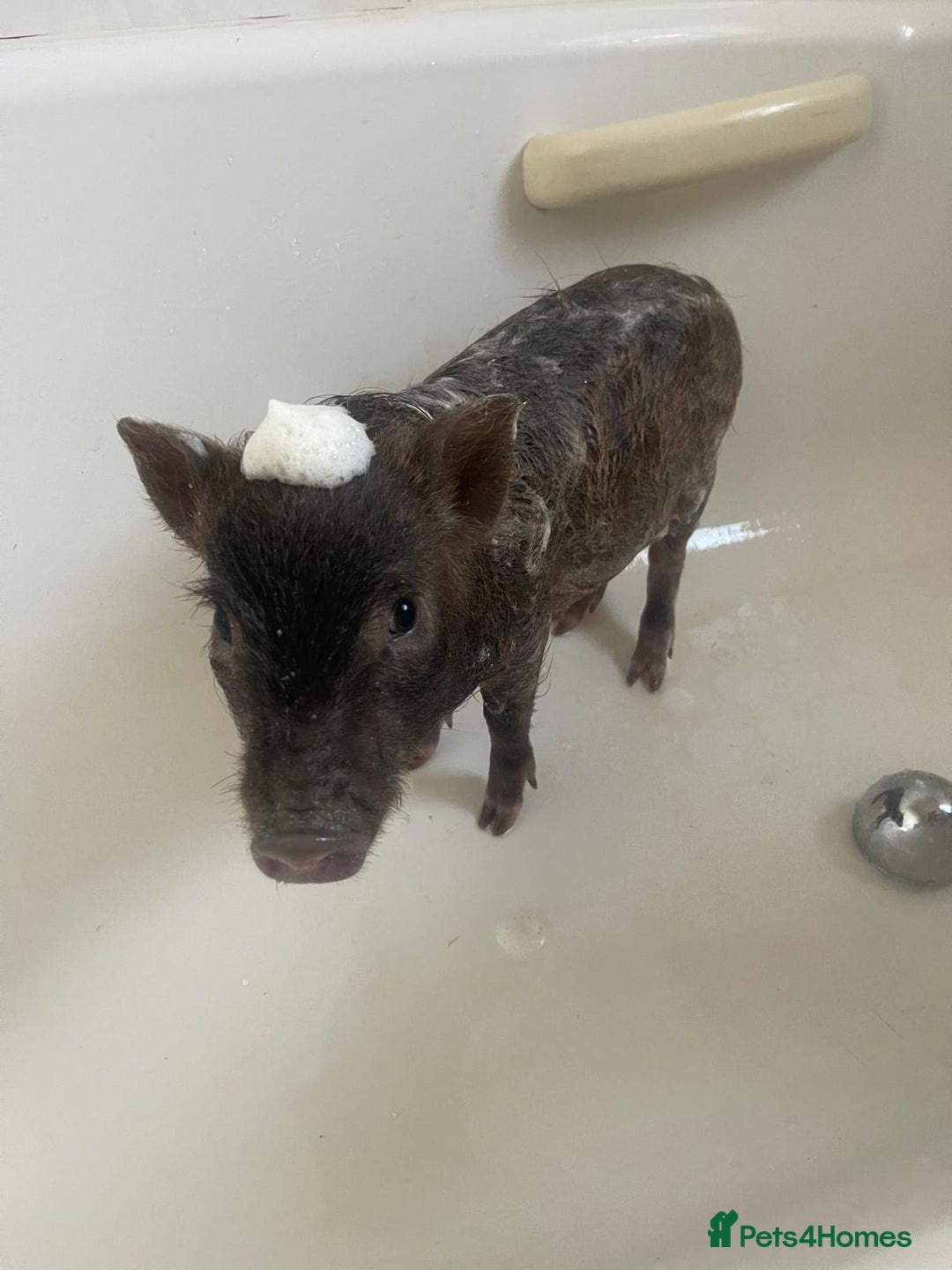 Pig livestock for sale: Real life miniture Richard ham micro pig  - Advert 12