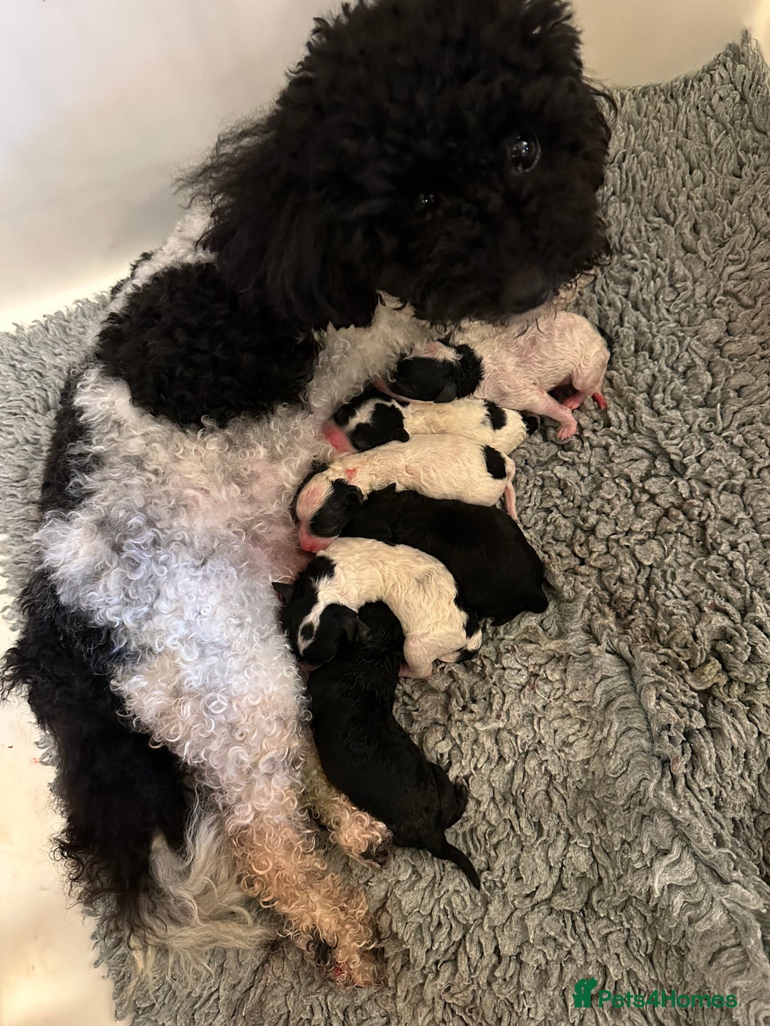 Toy Poodle dogs for sale: KC registered toy poodles - Image 6