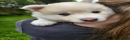 Pomsky dogs for sale: ​3 Stunning Blue-Eyed Pomsky Princesses in Addlestone - Advert 31