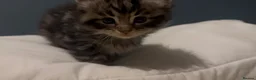 Maine Coon cats for sale: Maine Coon / Tabby Mix Kittens in March - Advert 3