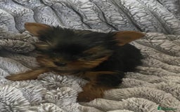 Yorkshire Terrier dogs for sale: Pure Breed Toy Yorkshire Terrier Pups Ready Now!  - Image 3