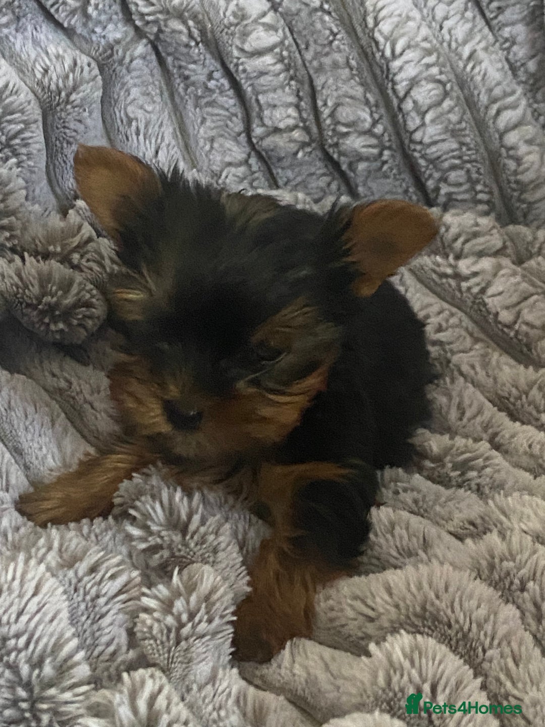 Yorkshire Terrier dogs for sale: Pure Breed Toy Yorkshire Terrier Pups Ready Now!  - Image 3