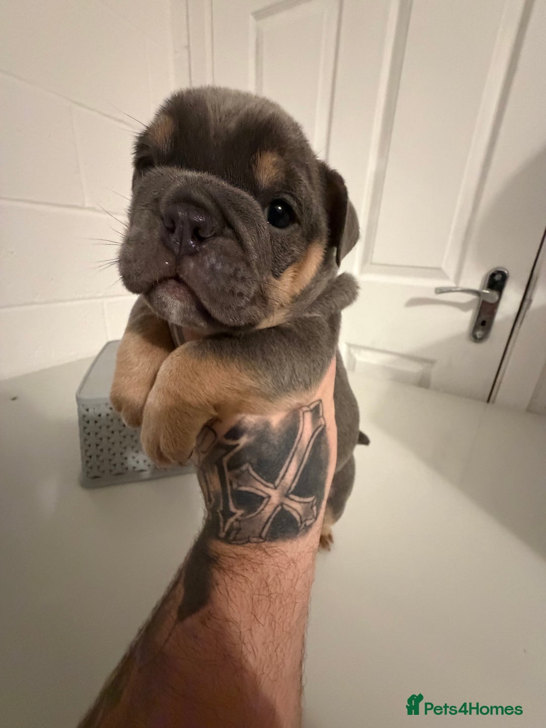 English Bulldog dogs for sale: A LITTER NOT TO BE MISSED 🔥 - Advert 18