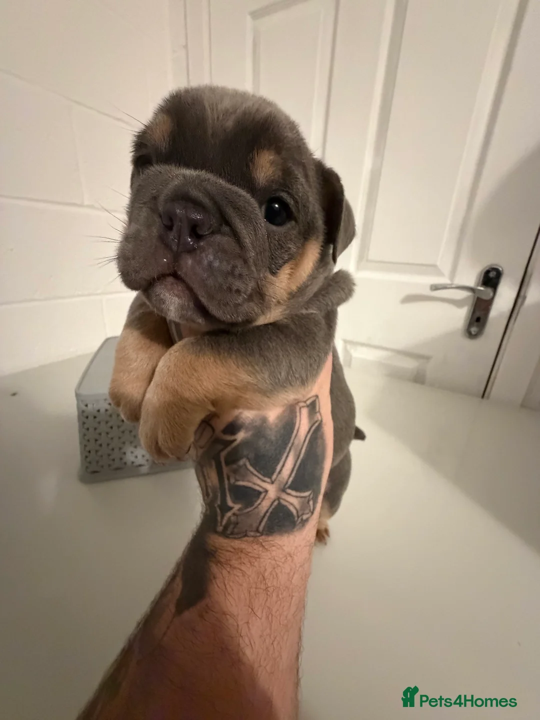 English Bulldog dogs for sale: 1 stunning female left 🔥🔥🔥 - Advert 18