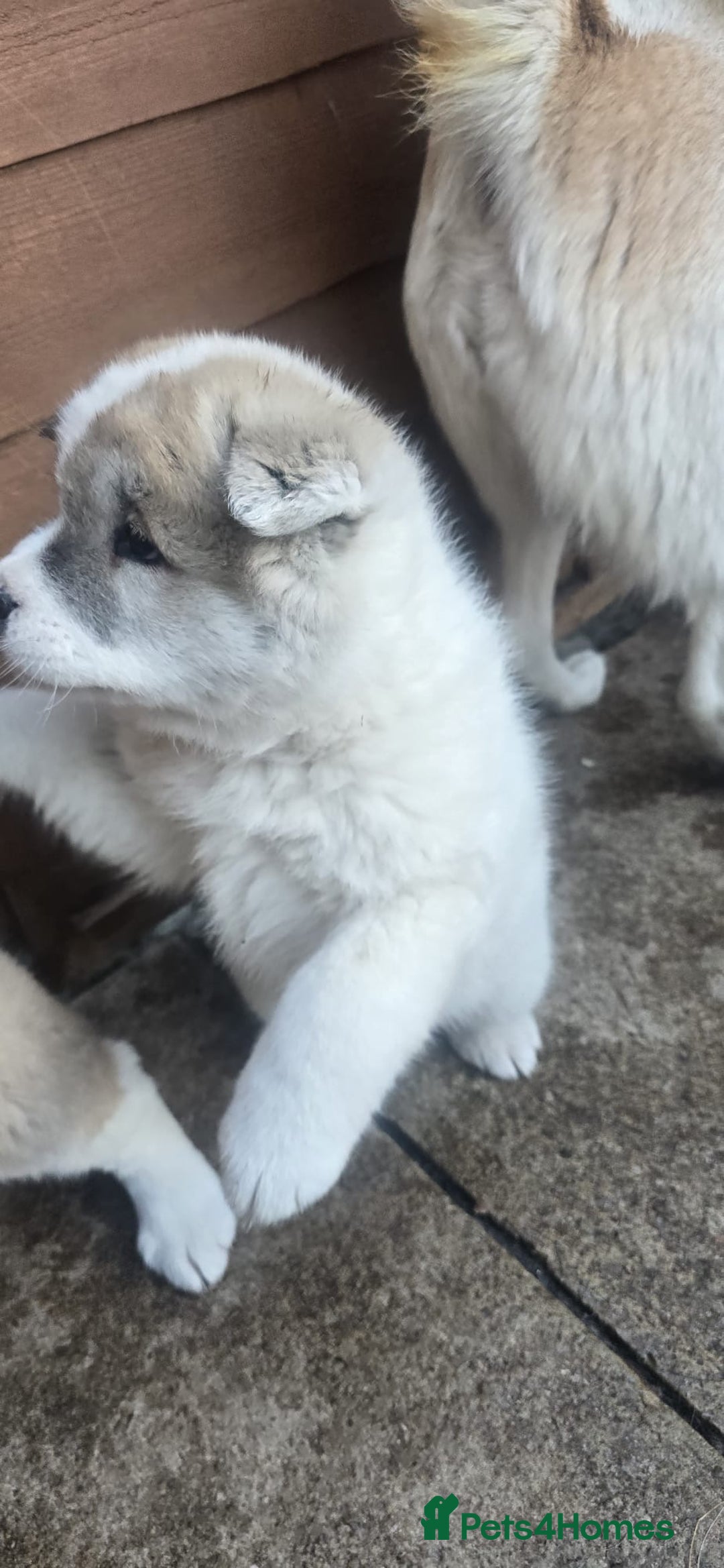 Akita dogs for sale: 2 female American akitas in need of a home!! - Advert 4