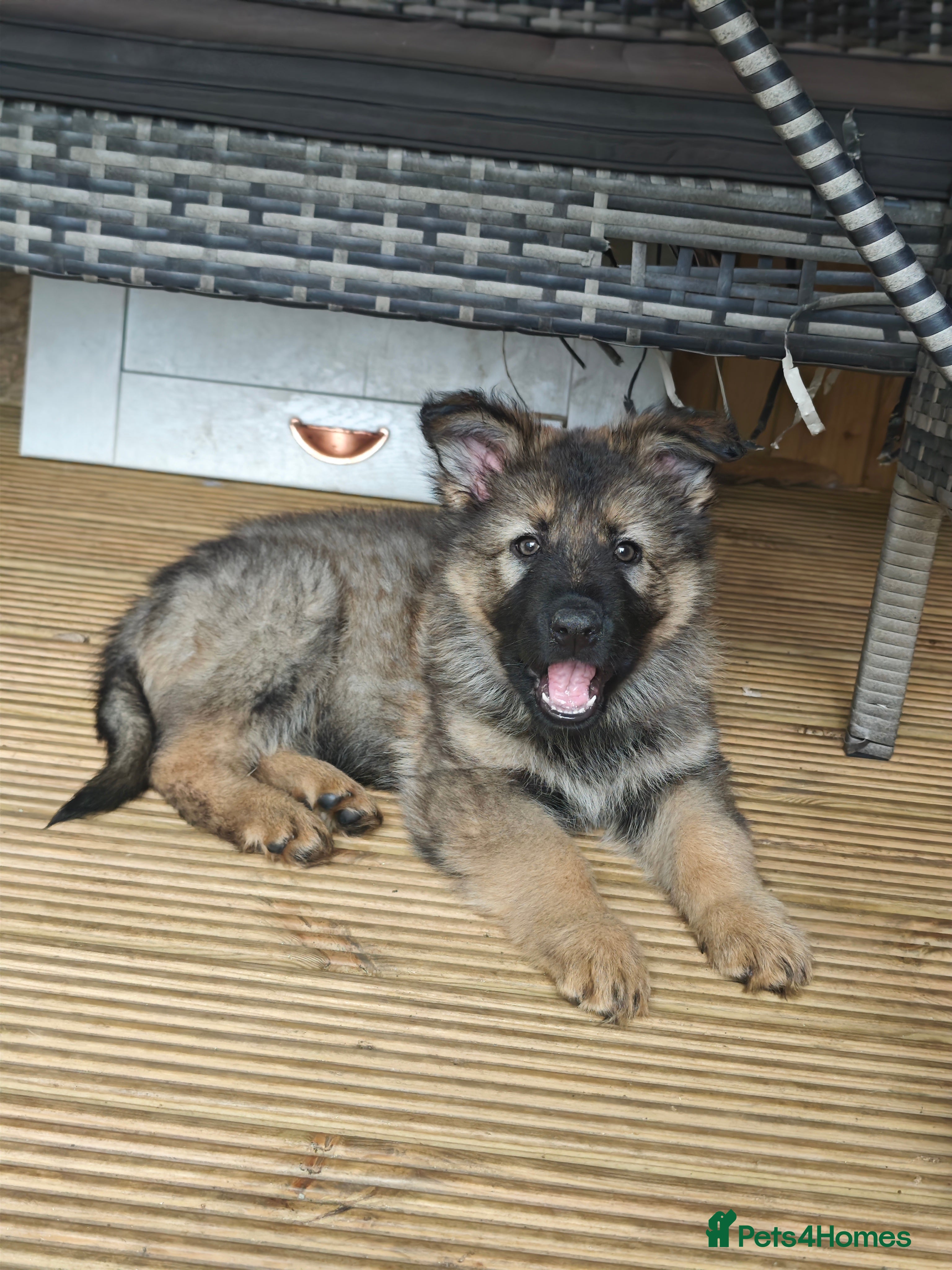 German Shepherd dogs for sale: 3 Purebred Pups XL Long-Hair GSD Girl Puppies - Advert 19