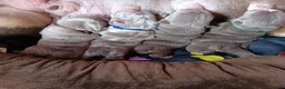 English Bulldog dogs for sale: 5 Generation 5 week old  chunky British  bulldogs  - Advert 3