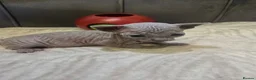 Sphynx cats for sale: Canadian Sphynx Kittens - Advert 6