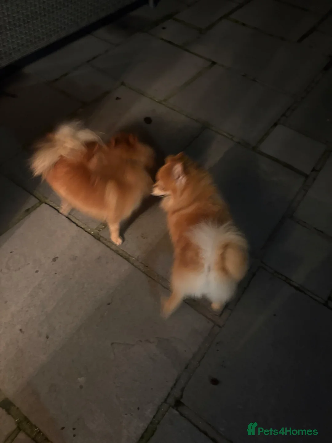 Pomeranian dogs for sale: Beautiful pomerian puppys 🐾🐾 in Egham - Advert 15