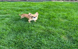 Chihuahua dogs for sale: 3 beautiful chihuahuas - Image 20