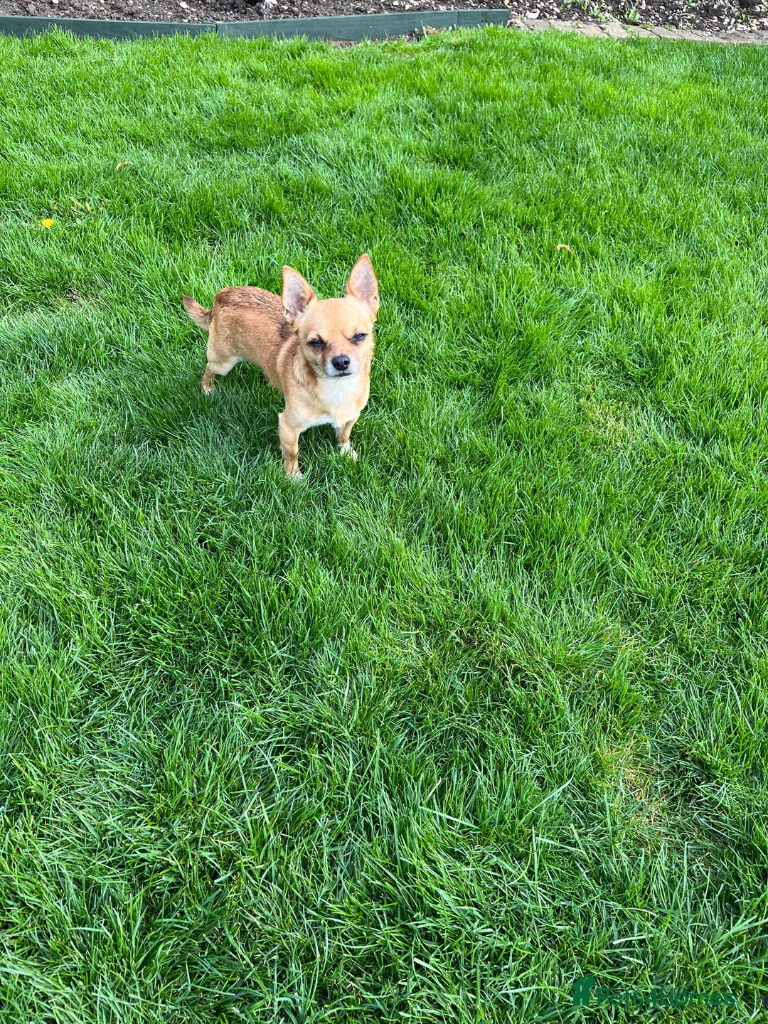 Chihuahua dogs for sale: 3 beautiful chihuahuas - Image 20