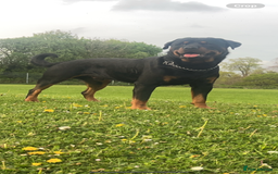 Rottweiler dogs for stud: Novo the rottie - Image 2