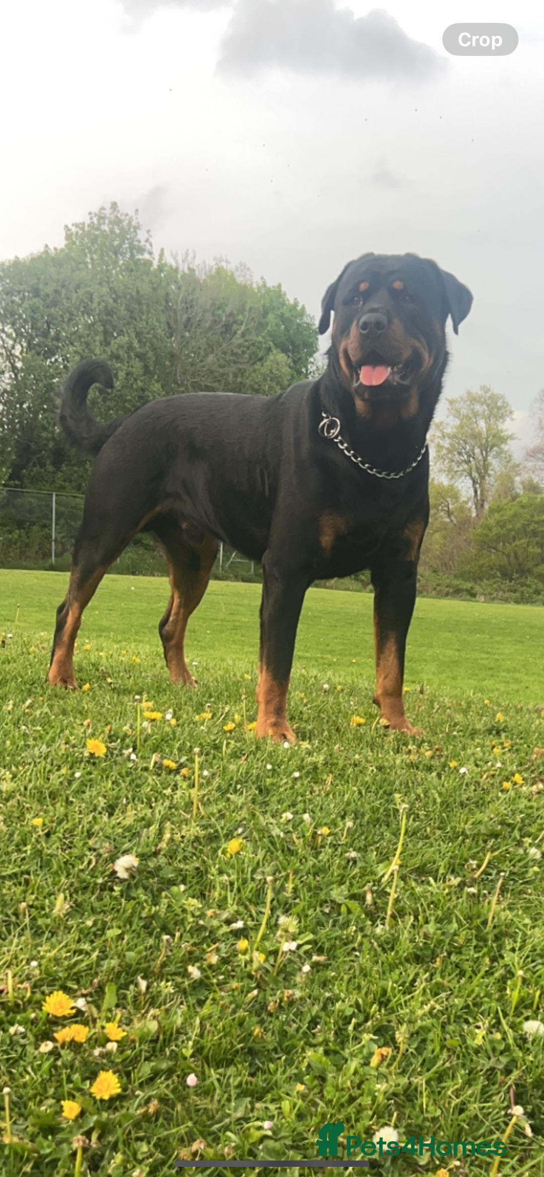 Rottweiler dogs for stud: Novo the rottie - Image 2