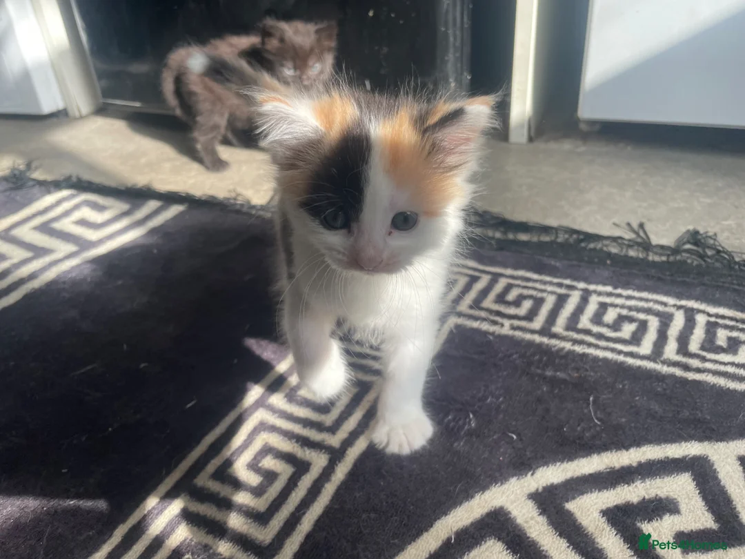 Mixed Breed cats for sale: 3 kittens left  - Advert 2