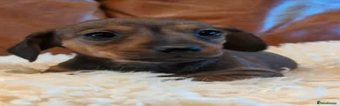 Miniature Dachshund 5