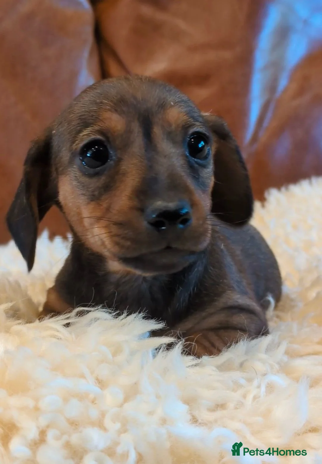 Miniature Dachshund dogs for sale: Gorgeous Miniature Dachshund Puppies - Advert 2