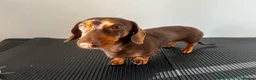 Miniature Dachshund dogs for stud: Kc Reg proven Stud  - Advert 7