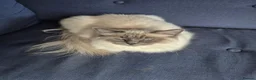 Ragdoll cats for sale: Beautiful GCCF Ragdoll - Advert 2