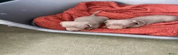 Dachshund dogs for sale: Dachshund puppies Isabella and Tan in Wolverhampton - Advert 5