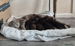 Domestic Shorthair cats for sale: 3 Beautiful kittens  - Image 11